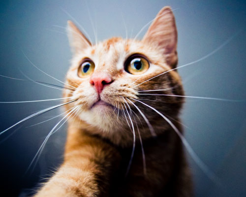 Pet training Fayetteville Arkansas