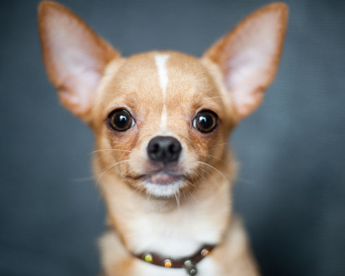 Pet training for dogs