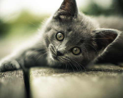 Pet training for cats